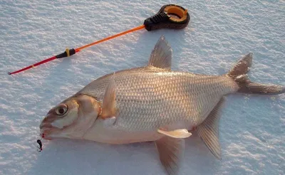 Street Fishing - ловля рыбы в городе. Основные места ловли хищника в  городской черте. | Японские снасти | Дзен