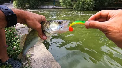 Правила рыболовства в Астраханской области | «ВЕРХНЕЛЕБЯЖЬЕ FISH RESORT»