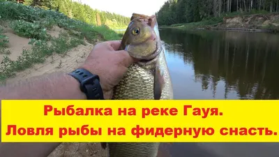 Ловля леща с эхолотом Deeper | Deeper.fish