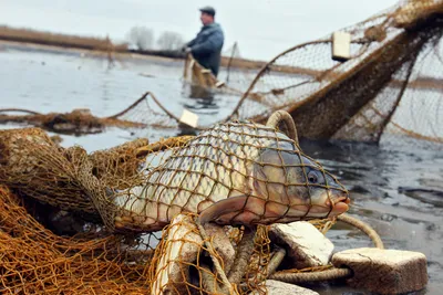 Челябинские рыбаки испугались разрешения на лов рыбы сетями - Российская  газета