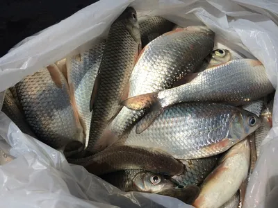 Наказание за незаконный вылов рыбы в Таджикистане