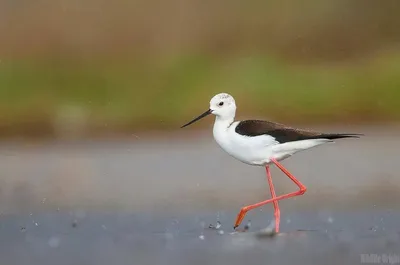 Самые умные виды птиц в мире | NaturalistClub