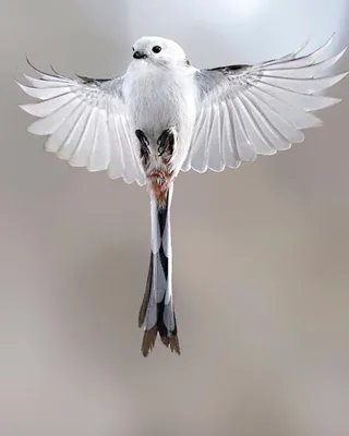 Лучшие фотографии птиц с конкурса Bird Photographer of the Year 2018