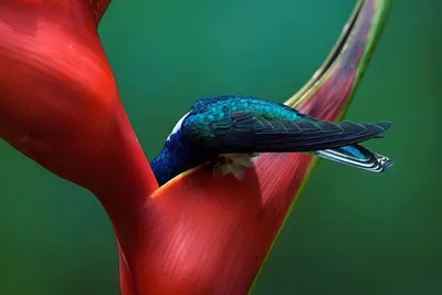 Bird Photographer of the Year – конкурс лучших фотографий птиц со всего мира