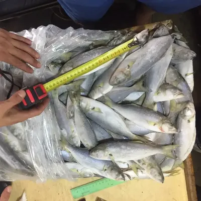 Луфарь - самая вкусная и полезная рыба Черного моря | Ни Хвоста Ни Чешуи |  Дзен