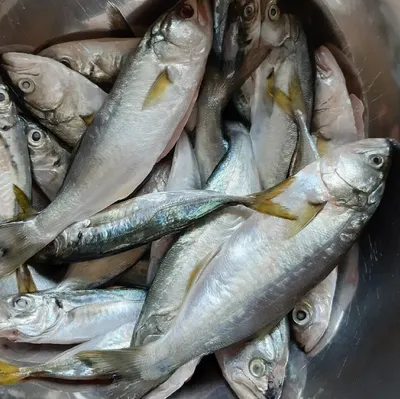 Рыба луфарь (вериза): описание, фото, как выглядит, вид черноморский,  водится в Черном море, цена, семейства, чем питается, нерест