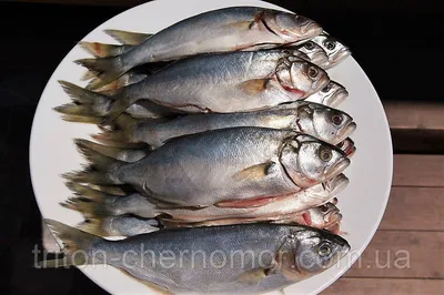 Луфарь • Рыбная ловля в Абхазии • Коттеджный комплекс \"Каштак\"