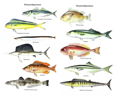 Ловля луфаря - Страница 12 - Виды рыб и способы их ловли - Севастопольский  форум рыболовов