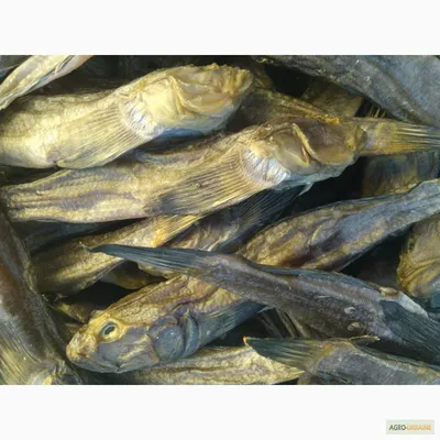 Доброе утро 👋 друзья! Вчера пришла Крымская рыбка 🐟 барабуля, луфарь и  ставрида! Все эти три рыбки добываются в одном море 🌊 все они… | Instagram