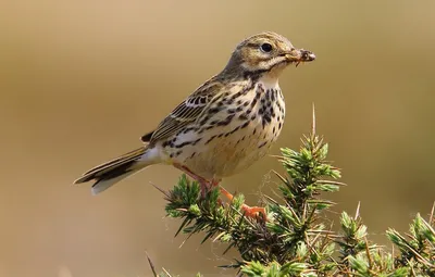 Фотокаталог птиц: Луговой конек (Anthus pratensis)