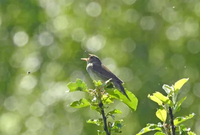 Whinchat / Травянка Лучна / Луговой Чекан | Animals, Bird