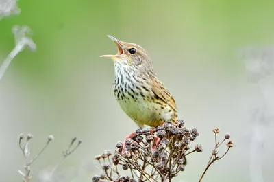 Birdwatching Moscow - Луговые чеканы — птицы открытых лугов, любят  раскачиваться на травинках и ловить насекомых в полёте. Фото @innakoreyko с  нашего похода в Малинки | Facebook