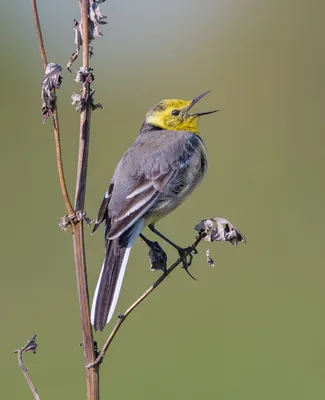 Луговой чекан (Saxicola rubetra). Птицы Сибири.