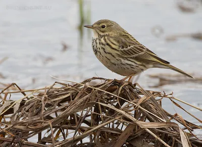 Фотогалерея - Птицы (Aves) - Луговой чекан (Saxicola rubetra), ♀ - Природа  Республики Мордовия