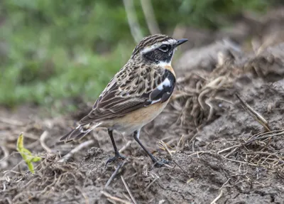 Фотография Птицы западного Кавказа. Луговой конек (Anthus pratensis) |  Фотобанк ГеоФото/GeoPhoto | GetImages Group