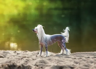 Удивительные изображения лысой хохлатой собаки в webp формате