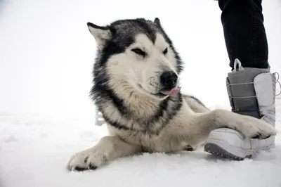 Молодой мышечный человек в Unbuttoned рубашке сидит и обнимает Malamute  собаки на прогулке в лесе зимы туманном Стоковое Фото - изображение  насчитывающей мужчина, маламут: 109372966