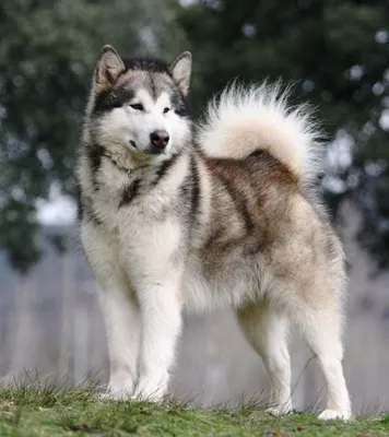 Alaskan malamute \"Altay Rock\"