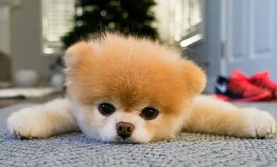 Фото маленькой пушистой собаки: такая милашка!
