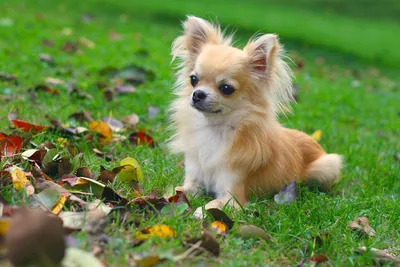 Фото маленькой пушистой собаки: милый комочек радости