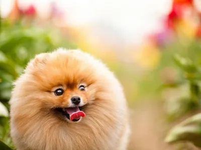Фото маленькой пушистой собаки: незабываемая красота