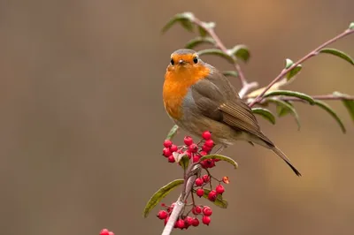 Robin. Зарянка. #robin #зарянка #малиновка #birds #птица #birdwatching  #naturephotograpy #птицы #птицымосквы #фотоприроды #бердвотчинг… | Instagram