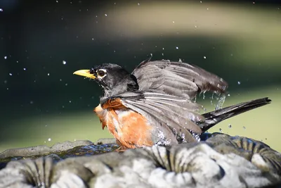 Малиновка, певчие птицы, птица, воробьиный, erithacus rubecula | Премиум  Фото