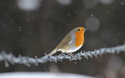 Малиновка. / Малиновка, зарянка (лат Erithacus rubecula) — птица из  семейства мухоловковых (Muscicapidae) Согласно энциклопедическому словарю  Брокгауза и Ефрона в XIX веке использовались также названия малиновка,  зорька, зорянка и ольшанка / Автор ...