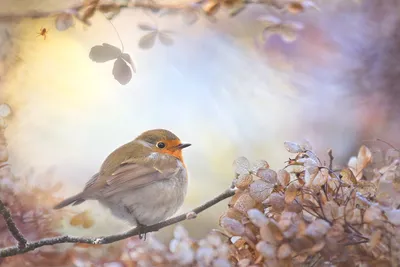 Фотогалерея - Птицы (Aves) - Зарянка или малиновка (Erithacus rubecula) -  Природа Республики Мордовия