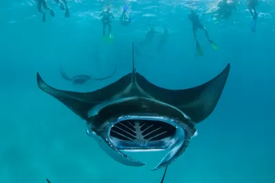 Скат манта или гигантский морской дьявол (лат. Manta birostris) –  Интересные животные