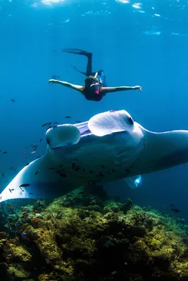 Подводная фотосессия с гигантским скатом « FotoRelax | Manta ray, Giant  manta, Underwater creatures