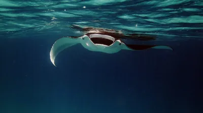 картинки : Manta Ray, луч, океан, море, Подводный, рыба, дайвинг, Подводное  плавание, Коралл, Риф, Мальдивы, морской скат 3148x1765 - - 1370049 -  красивые картинки - PxHere