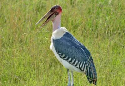 Африканский марабу, Leptoptilos crumenifer, Marabou Stork | Flickr