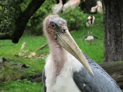 Марабу:настоящий падальщик, но очень чистоплотный. | Animal Planet - Мир  животных | Дзен