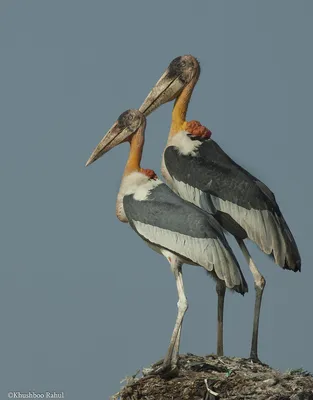 Африканский марабу Marabou stork - YouTube