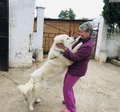 Набор фото Маремма собаки для любителей псов