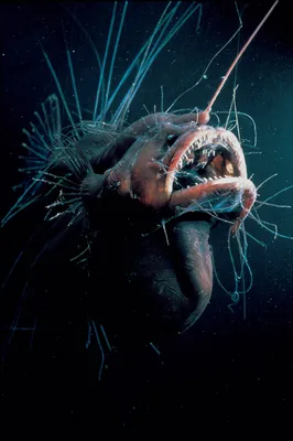 Ученые сняли на видео самую глубоководную в мире рыбу: новости, тихий  океан, марианская впадина, рыба, видео, домашние животные