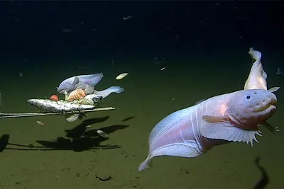 Самые страшные животные океана - 78 фото
