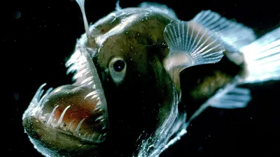8 336 метров под поверхностью воды: обнаружена самая глубоководная в мире  рыба — Новые Известия - новости России и мира сегодня