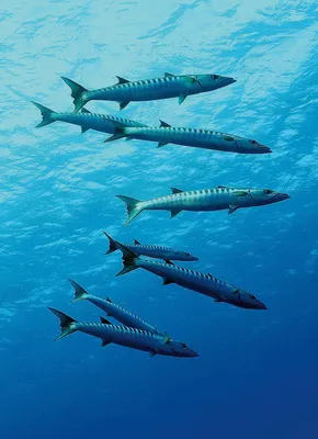Как рыбам удается выживать на глубине океана, где чрезвычайно высокое  давление?