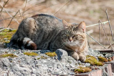 Мартовский кот картинки фотографии