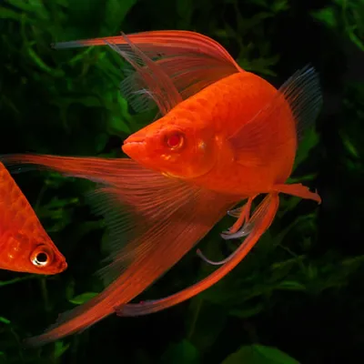 Меченосец красный рубин лира (Xiphophorus helleri) - аквариумная рыбка в  Екатеринбурге - Интернет-магазин AlexAquaShop.ru