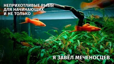 Меченосец \"Кохаку\" Xiphophorus hellerii var. / Живородящие рыбки /  Аквариумные рыбки / КАТАЛОГ ТОВАРОВ / Аквадом - зоомагазин