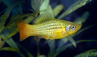 Меченосец Лимонный (Xiphophorus helleri lemon)