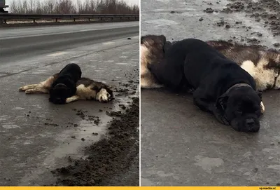 Изображение покойного питомца: скачать бесплатно