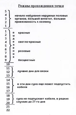 Месячные у собак: обаятельные моменты на фотографиях