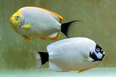 10 самых дорогих аквариумных рыбок