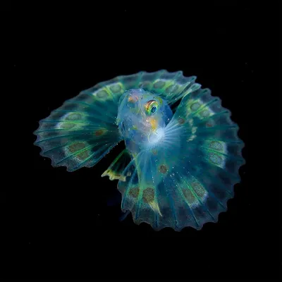Glofish тернеция зеленая купить - аквафлора