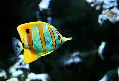 10 самых дорогих аквариумных рыб
