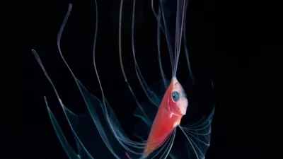 Аквариумная рыбка попондетта фурката - 73 фото
